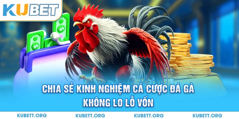 Chia sẻ kinh nghiệm cá cược đá gà không lo lỗ vốn