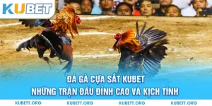 Đá gà cựa sắt