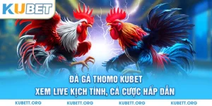 Đá gà Thomo