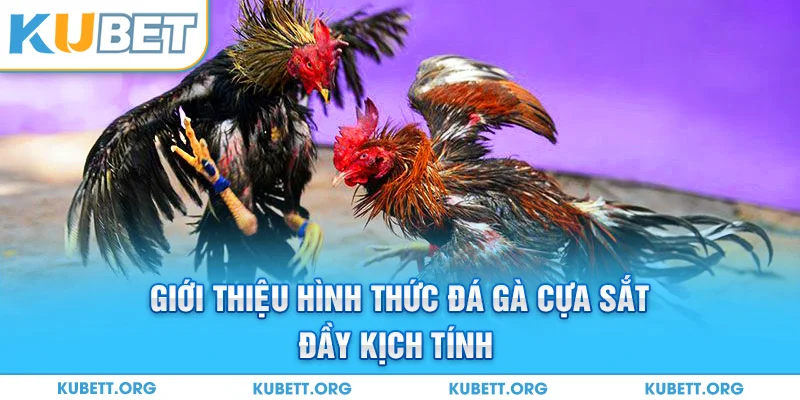 Giới thiệu hình thức đá gà cựa sắt đầy kịch tính