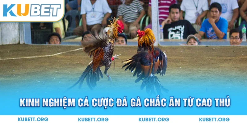 Kinh nghiệm cá cược đá gà chắc ăn từ cao thủ