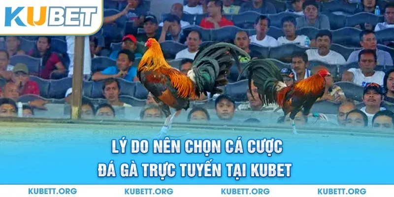 Lý do nên chọn cá cược đá gà trực tuyến tại Kubet